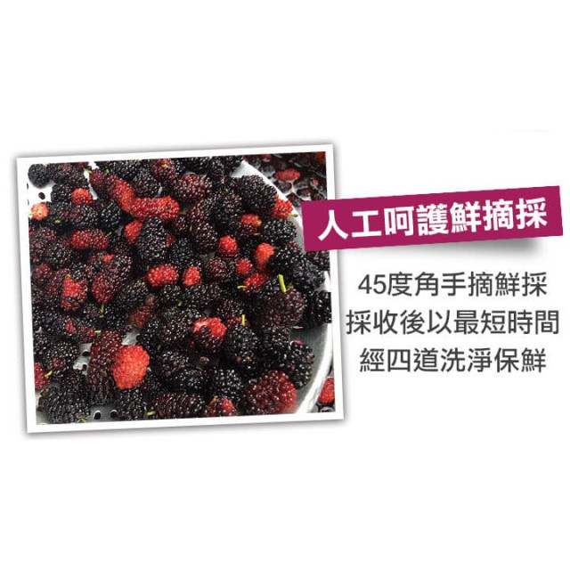 愛上新鮮 台灣鮮採一級桑椹(150g±5%/盒) 16包/箱